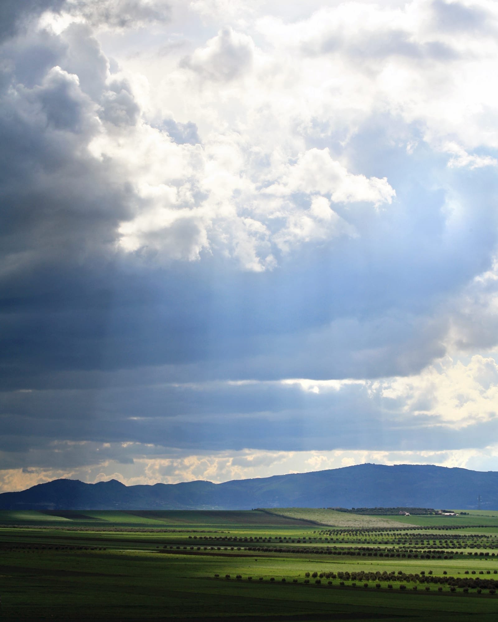 Plaine agricole plantée d’oliviers près de Volubilis, sous un ciel d’orage, montagnes à l’horizon
